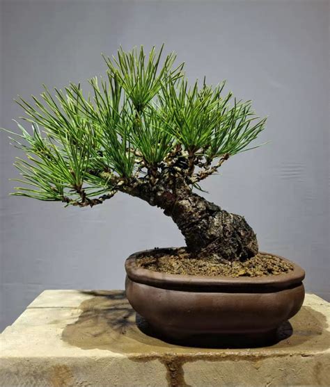 Shohin Bonsai for sale .